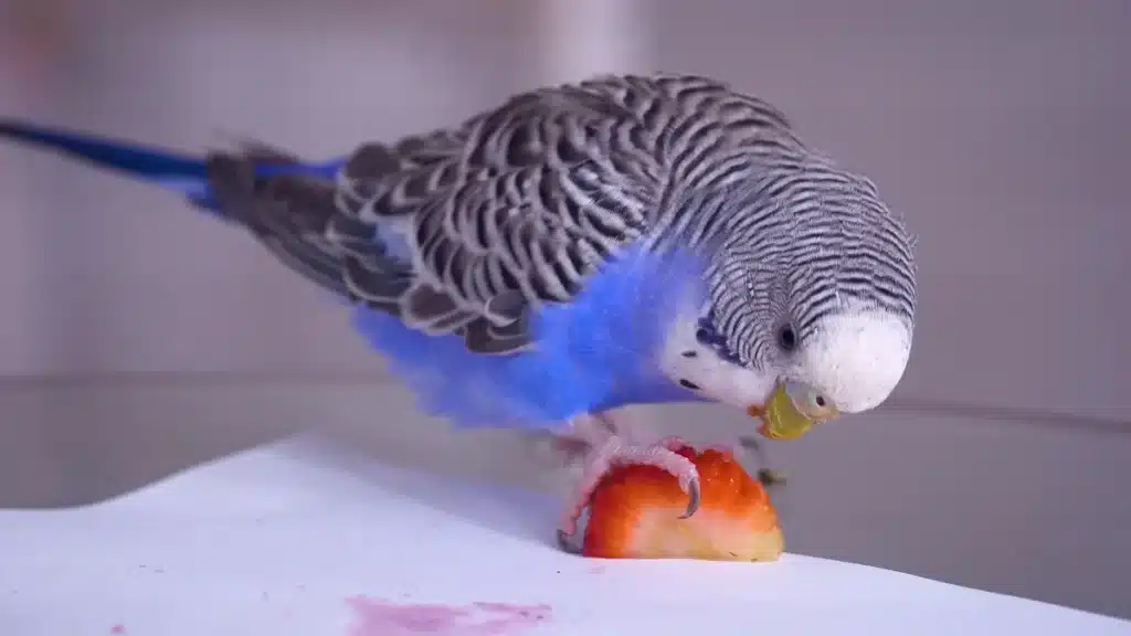 How To Treat A Sick Budgie At Home