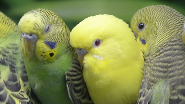 green budgies for sale