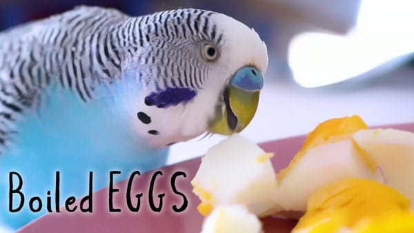 budgie guide egg