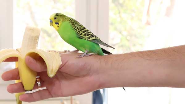 Budgie Taming