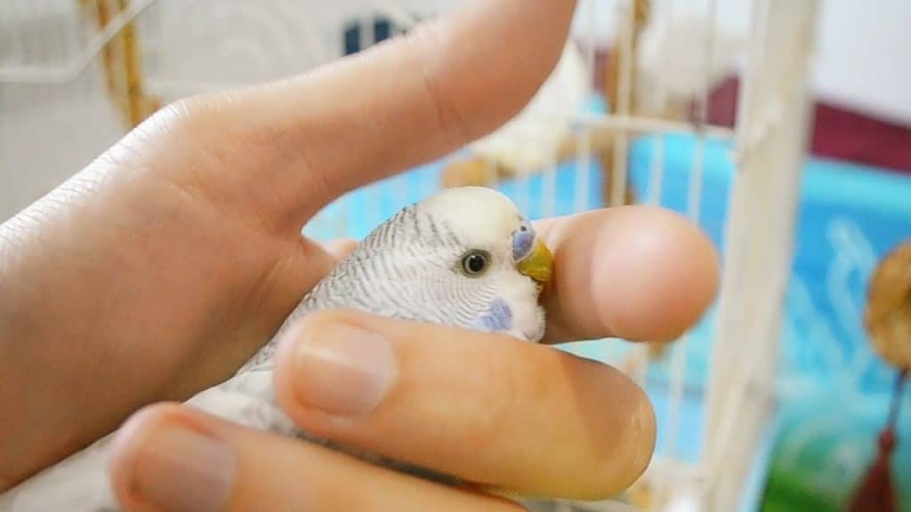 How often do Budgies lay Eggs? Everything about Budgie Eggs