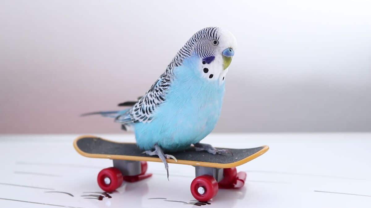 Budgie Toys under 2$ Every Budgie owner 