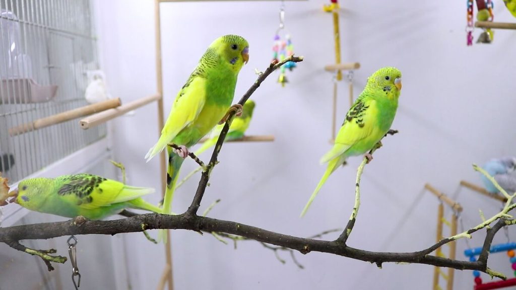 Do It Yourself Budgie Bird Cage Everything you need to know [Alen AxP]