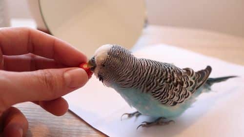Extend Budgie's life