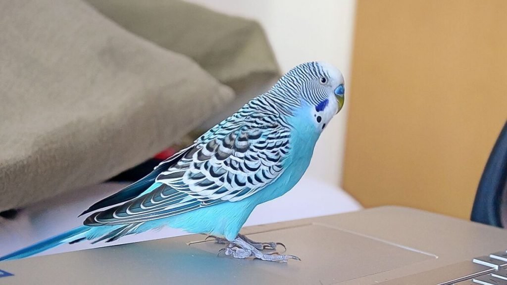 Budgie Facts 14 Amazing Facts
