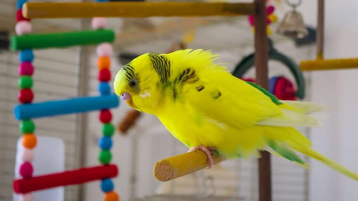 How do Budgies react to being alone?