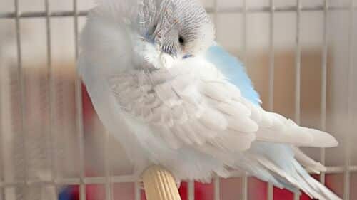 How To Let Your Budgerigar Out Of The Cage