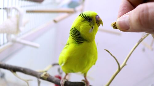 What type of foods should you buy for your budgie bird?