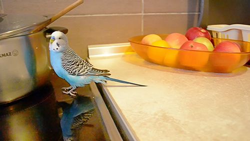 Budgie Safety First: How to Let Your Budgerigar Out of the Cage