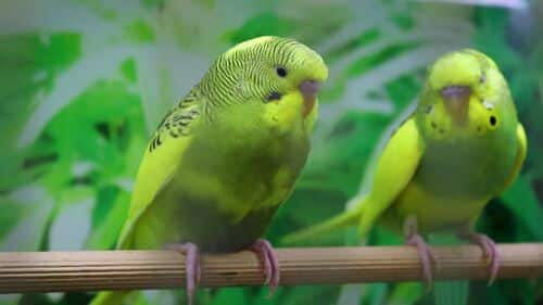 Budgie Alone at Home? Is that alright to do?