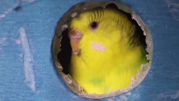How Budgies Lay Eggs and What You Need to Know About Budgie Egg Development