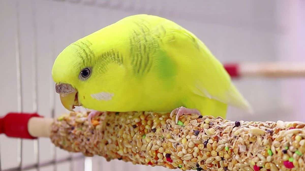 Budgie Food Everything You Need to Know!