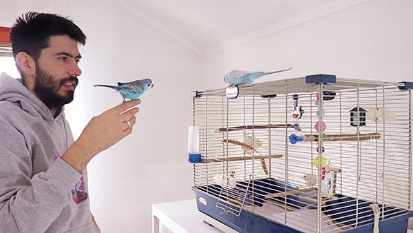 Budgie in a Cage