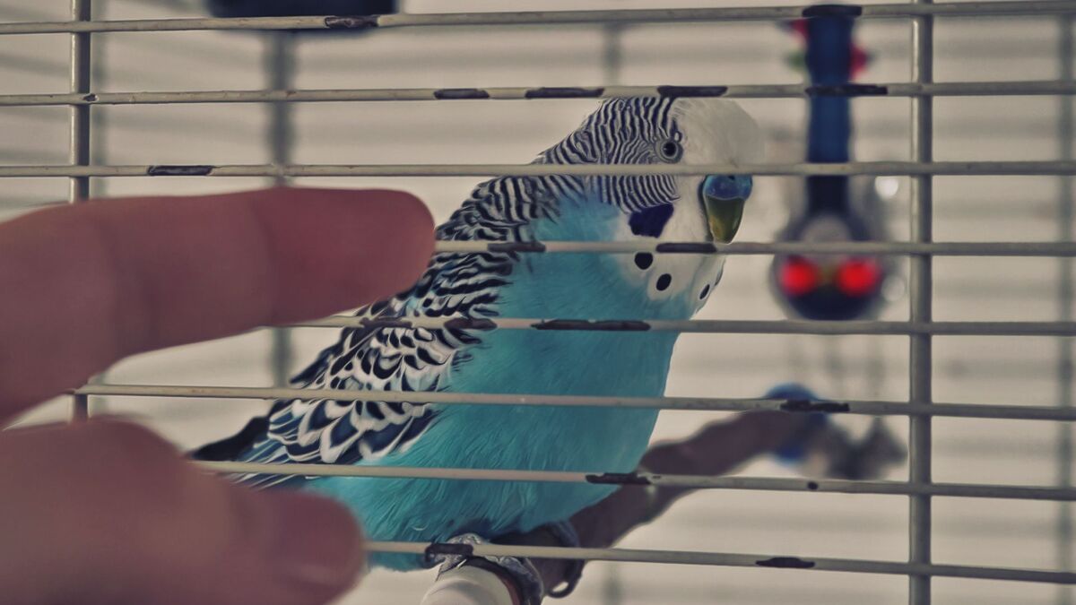Budgie in a Cage Is it Cruel