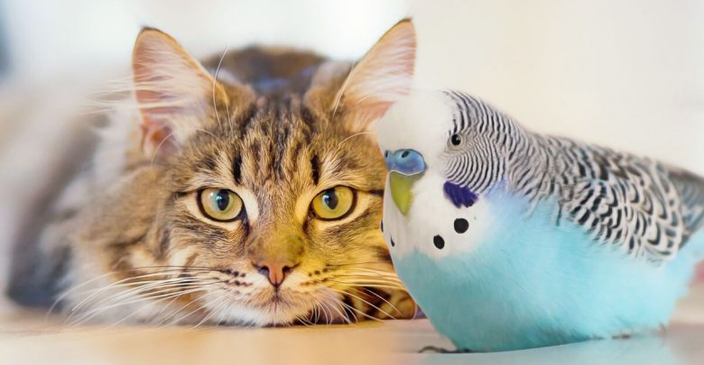 Can Cat and Budgie Live Together