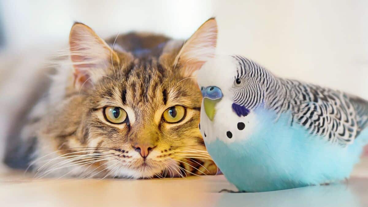Can Cat and Budgie Live Together