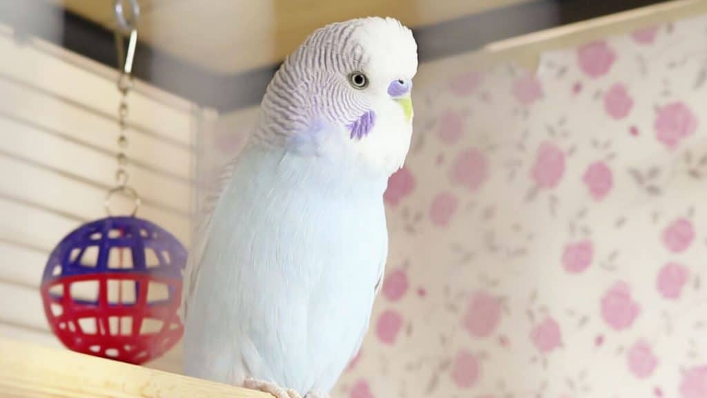 How to Introduce a Second Budgerigar