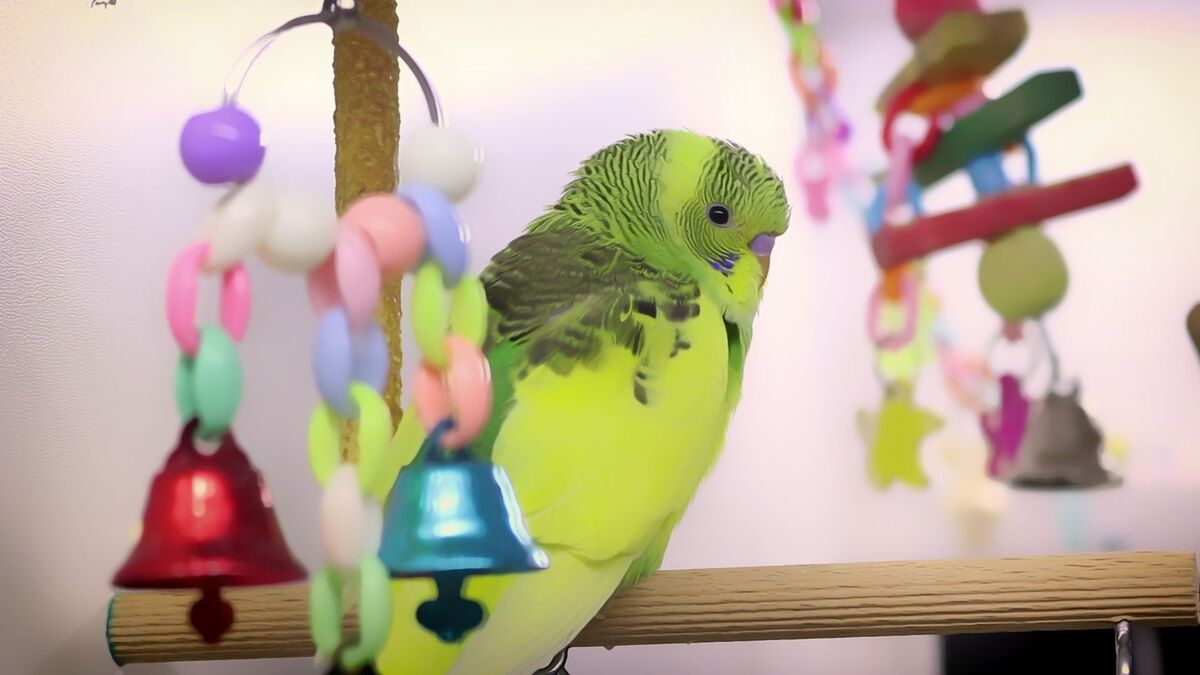What do Budgerigars need in their Cage