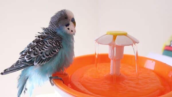 budgerigar