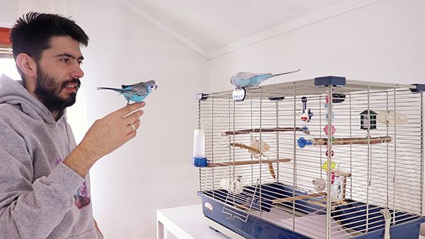 budgerigar cage