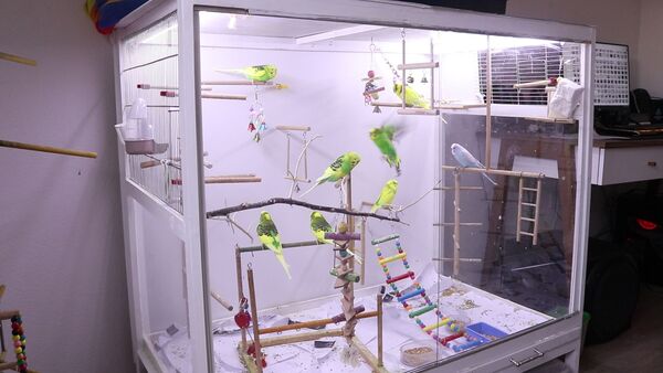 budgie glass cage