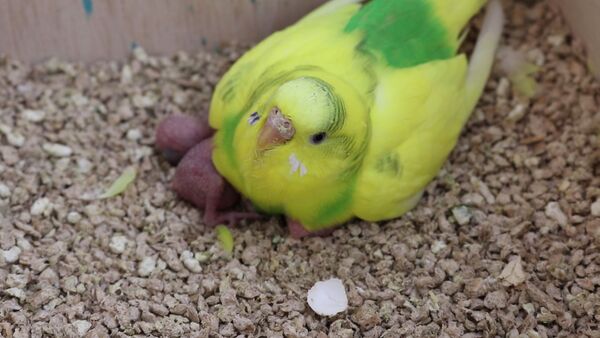 budgie laying eggs