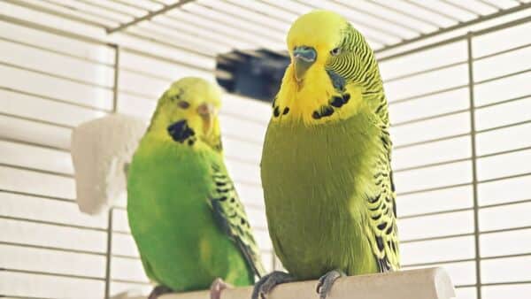 english budgerigar