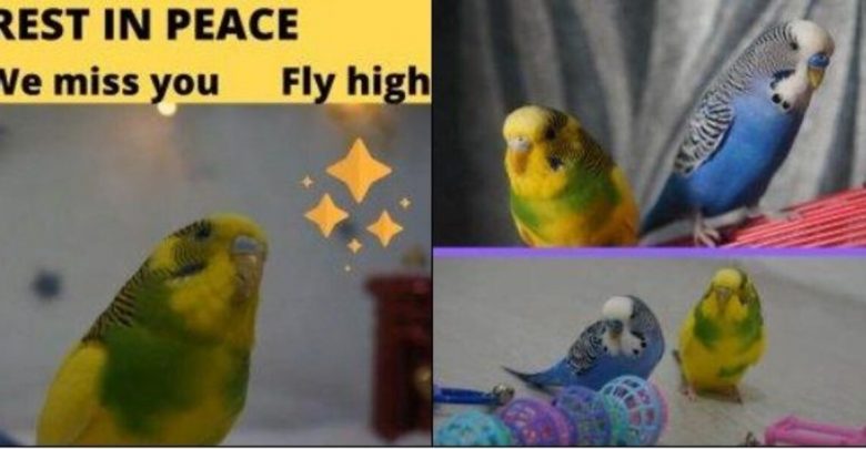 budgies