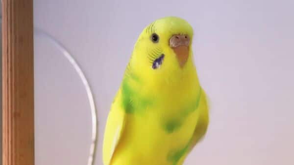 budgerigar