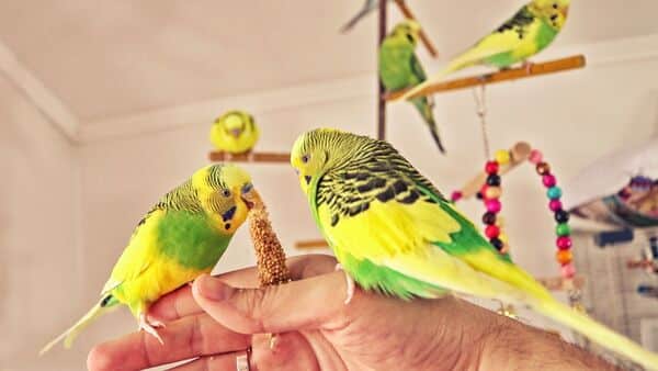  budgerigar