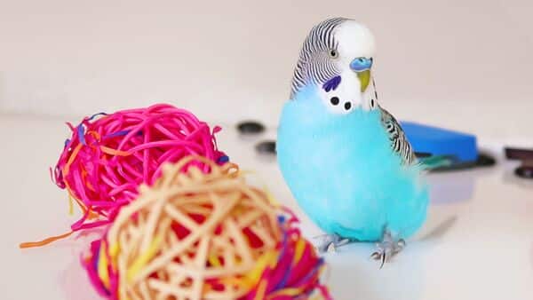 budgerigar cage