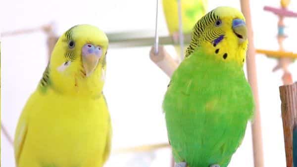 budgerigar