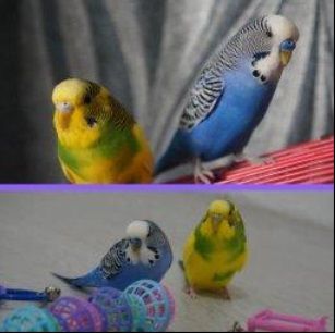 budgies