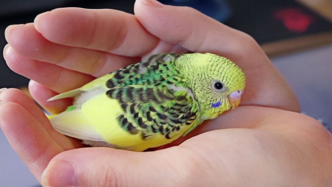 Budgie Egg Candling Budgie Chick Development Stages