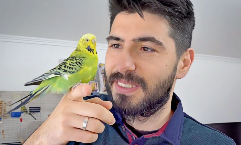 Budgie Guide of The Most asked questions