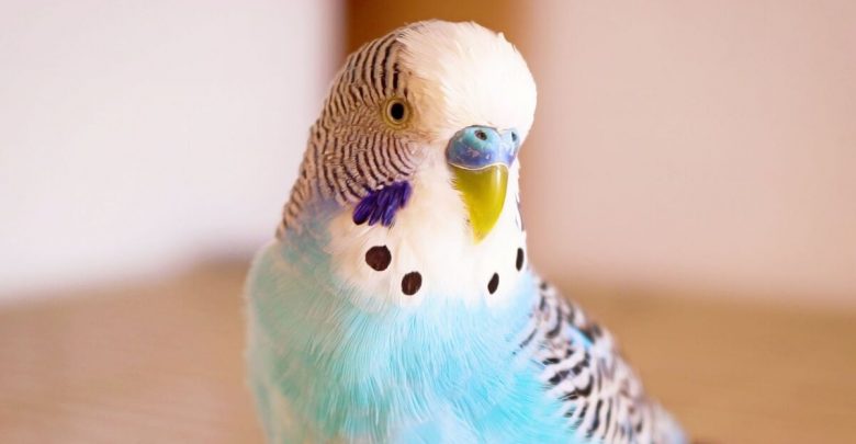 Can Budgie siblings mate Breeding