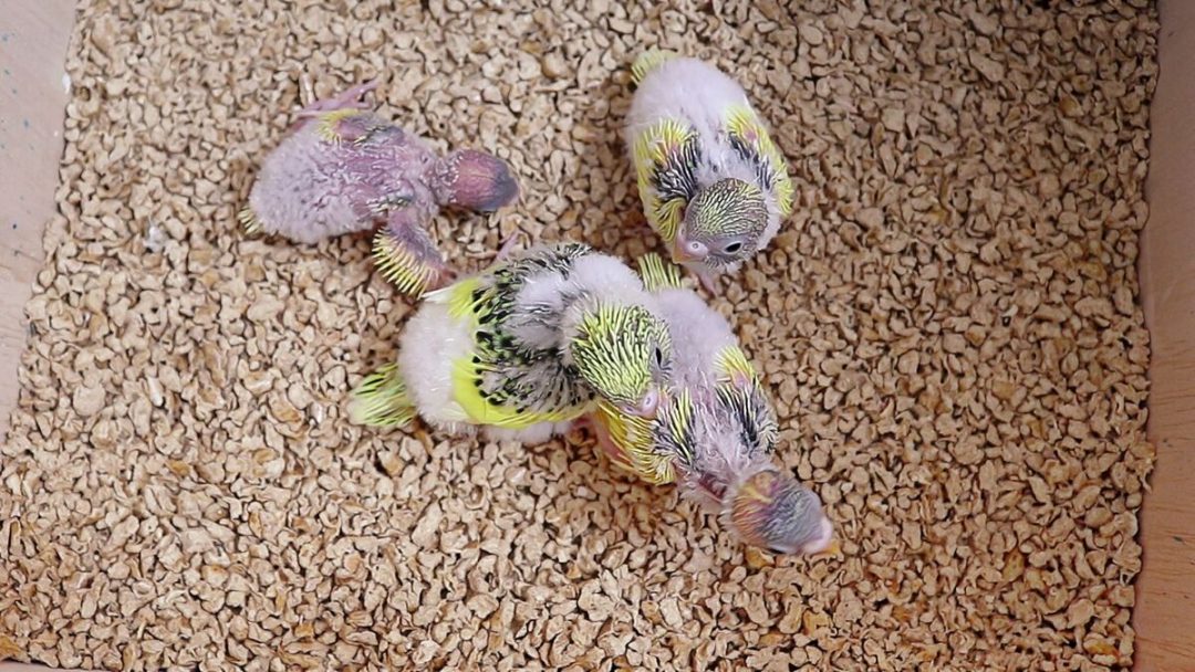 Cleaning bird nest? Budgie Guide