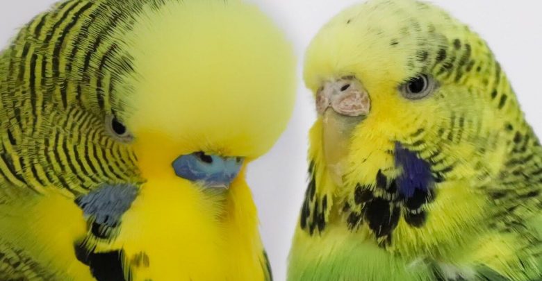 English Budgerigar - Everything to know