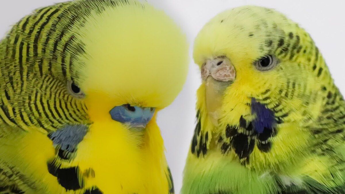 English Budgerigar - Everything to know