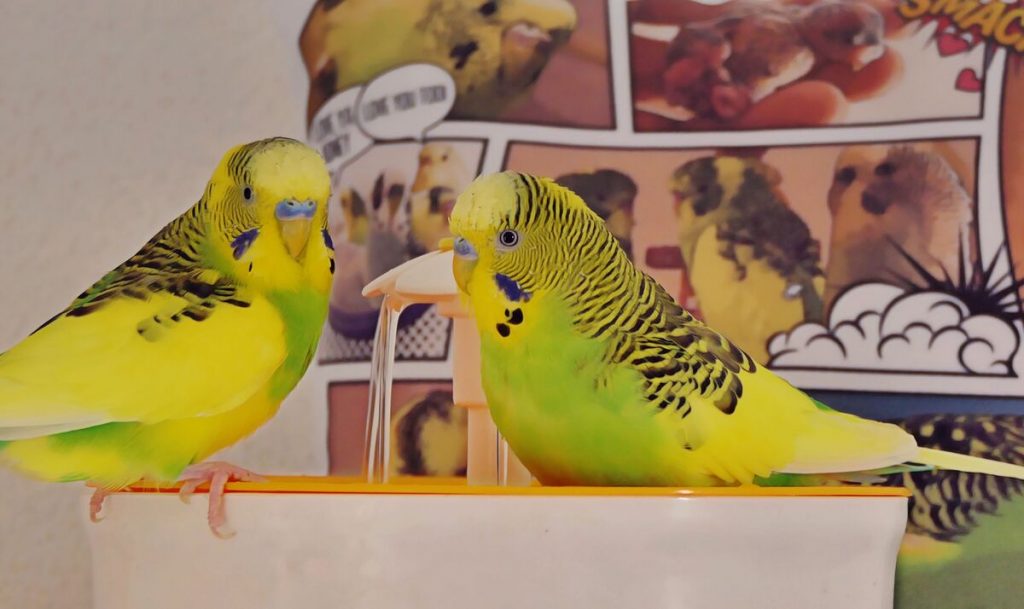 Parakeet bath, and why you should get it
