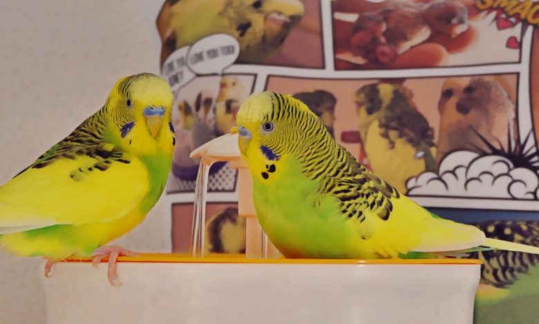 Parakeet bath, and why you should get it
