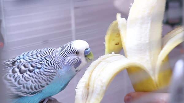 Budgie Beginner