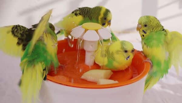 budgie bath