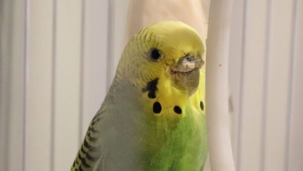 Budgie Parasites - Health Problems of Crusty Beaks