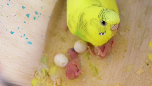 Cleaning bird nest? Budgie Guide