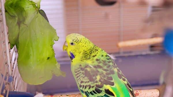 budgie food