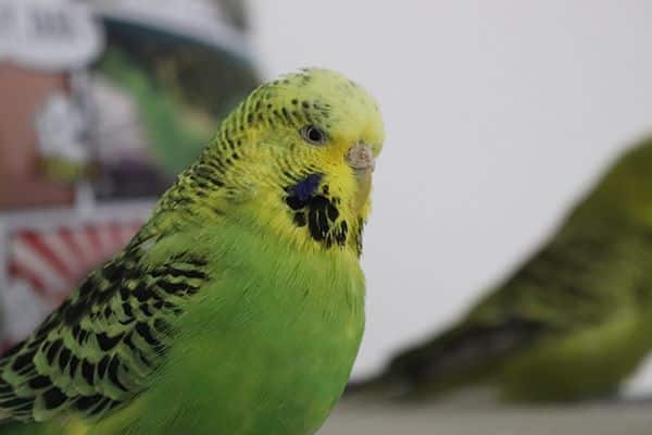 English Budgerigar - Everything to know