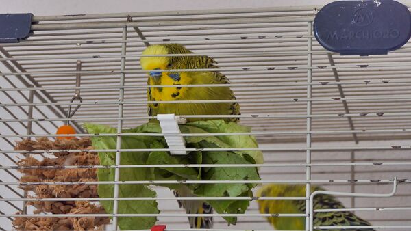 parakeet bath