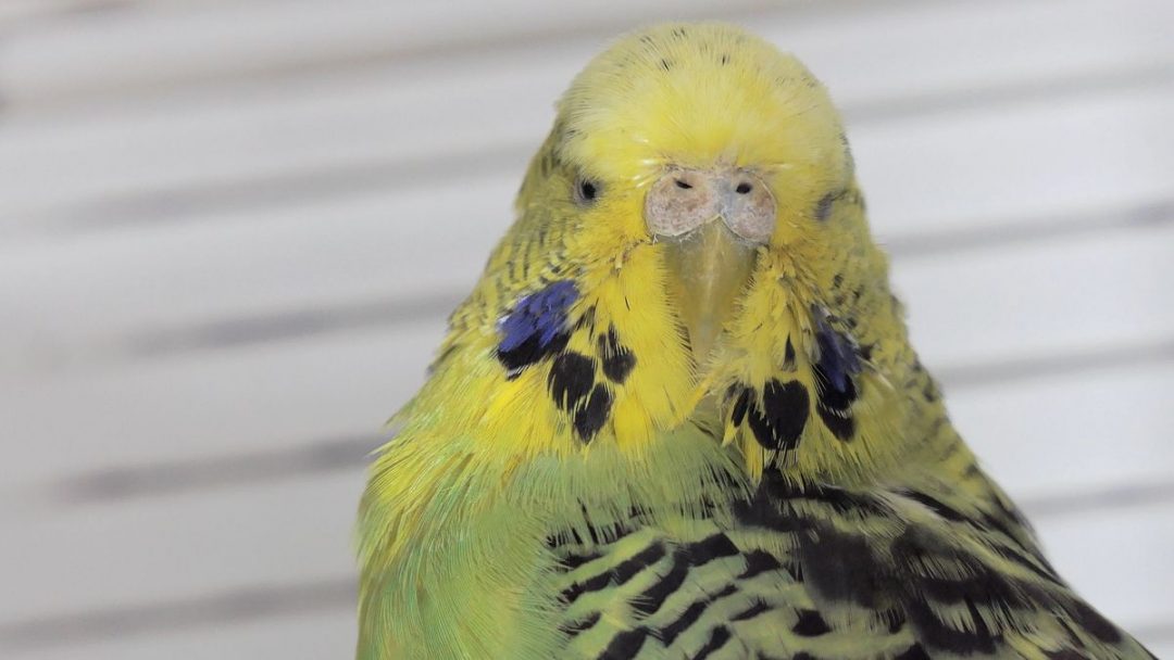 How often do Budgies lay Eggs? Everything about Budgie Eggs