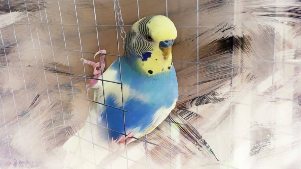 Budgie Color and Color Mutation